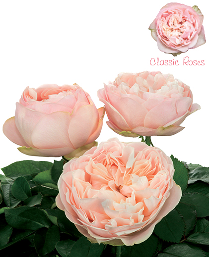 Classic Rose Collection