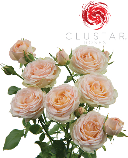 Clustar Rose Collection